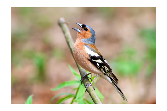 Bird Singing in Springing time
