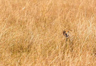 Animal hidden the tall grass