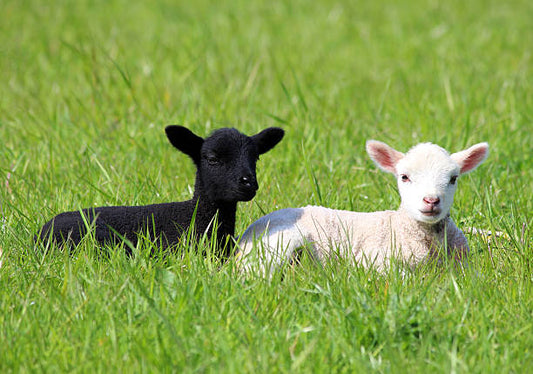 WAM - Word A Month - Lamb