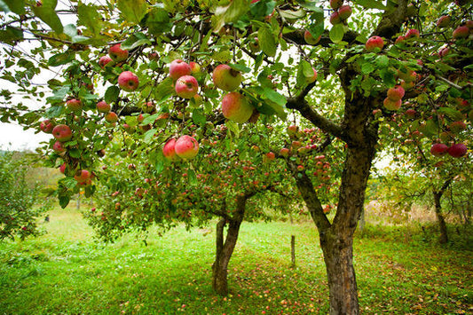 W.O.W. - Word of The Week - TREE